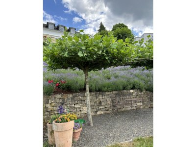 Apartment Ferienwohnung "Auszeit  Im alten Weinberg" - Outdoor photo 10