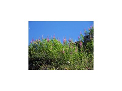 Apartment Alpenblick 2 - Outdoor photo 21