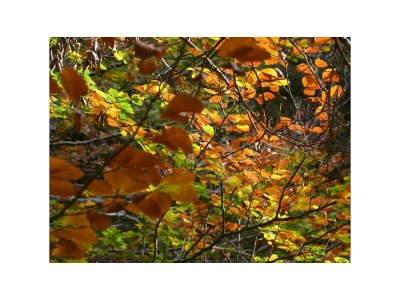 Apartment Alpenblick 2 - Outdoor photo 35