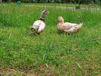 Apartment Apartment/1 Schlafraum/Dusche od. Bad,WC - Outdoor photo 8