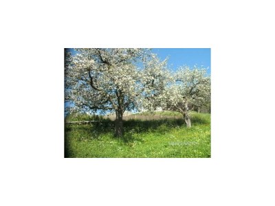 Apartment Wohnung 3-5 Pers./3 Schlafräume/DU, WC - Outdoor photo 10