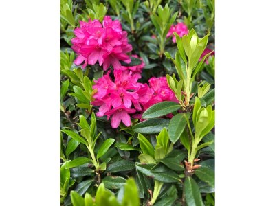 Apartment Ferienwohnung Samnaun - Outdoor photo 9