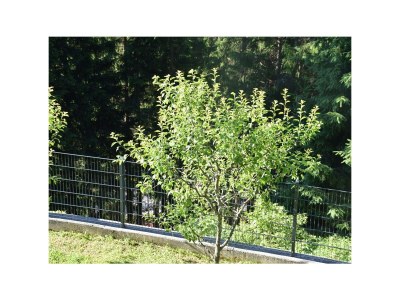 Apartment Wohnung 6-9 Pers./3 Schlafräume/DU, WC - Features photo 22