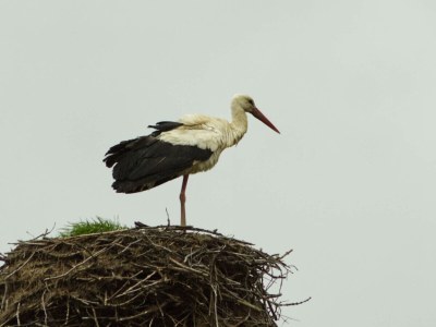 Cottage Haus an der Elbe - Outdoor photo 11