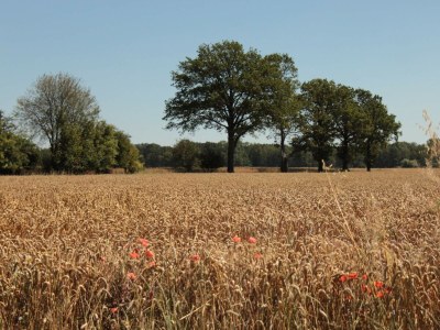 Cottage Haus an der Elbe - Environment photo 33