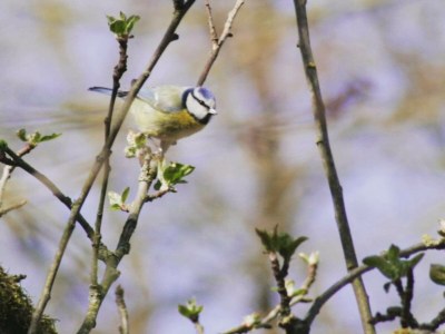 Cottage Haus an der Elbe - Environment photo 35