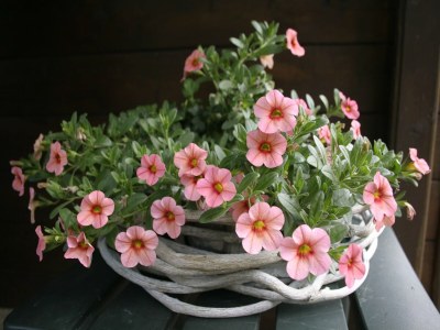 Holiday park Chalet in Ootmarsum auf dem Kuiperberg - Outdoor photo 6