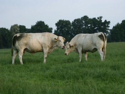 Holiday park Chalet in Ootmarsum auf dem Kuiperberg - Environment photo 25