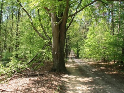 Holiday park Chalet in Ootmarsum auf dem Kuiperberg - Environment photo 28