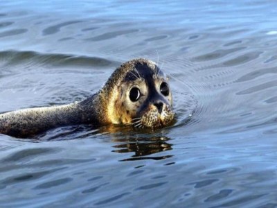 Holiday house Gemütliches Chalet in Tzummarum - Environment photo 26