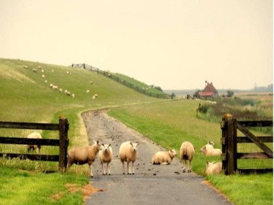Holiday house Chalet in Friesland near Wadden Sea - Environment photo 29