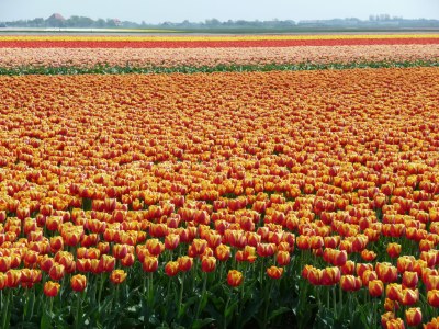 Bungalow mit WLAN im de Zandloper - Environment photo 15