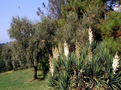 Holiday house Capannori Verspieltes Cottage - Environment photo 17