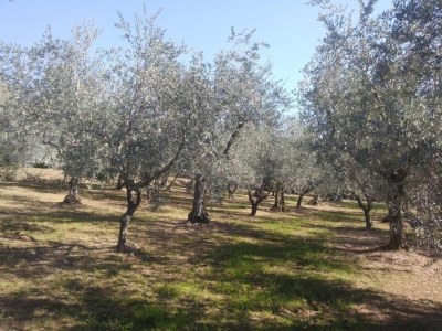 Holiday house Capannori Verspieltes Cottage - Environment photo 36