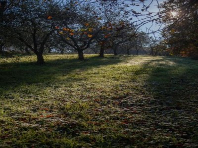 Cottage Charming Mansion in Lucca - Environment photo 31