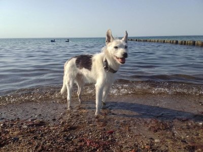 Bungalow Ferienhaus in Rethwisch - Environment photo 25