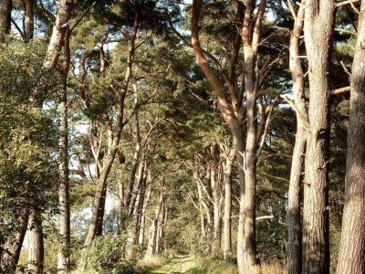 House boat Schwimmender Komfort in Peenemünde - Environment photo 26
