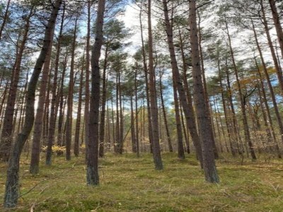 House boat Schwimmender Komfort in Peenemünde - Environment photo 37