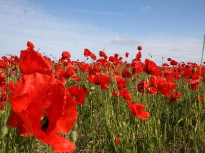 House boat Küstenkomfort mit Terrasse - Environment photo 33