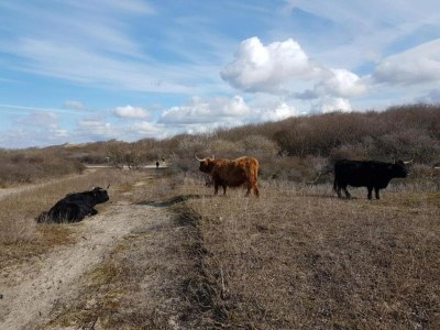 Apartment Strandurlaub in Scheveningen - Environment photo 28