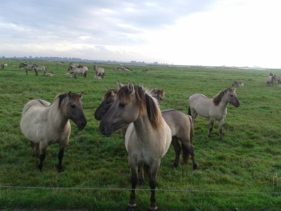 Holiday house Susi - Outdoor photo 19