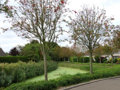 Holiday house Noordzeepark Ouddorp Deltageul - Environment photo 19