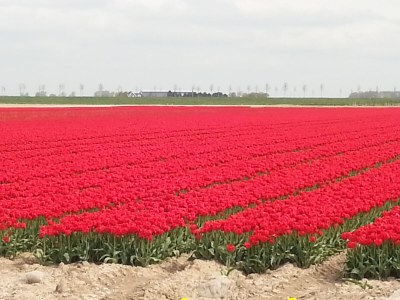 Holiday house Noordzeepark Ouddorp Deltageul - Document photo 46