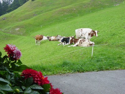 Holiday apartment Almrausch Holiday Apartment - Haus Burgl - Environment photo 30