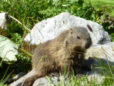 Holiday apartment EdelweiÃŸ Apartment - Haus Burgl - Environment photo 25