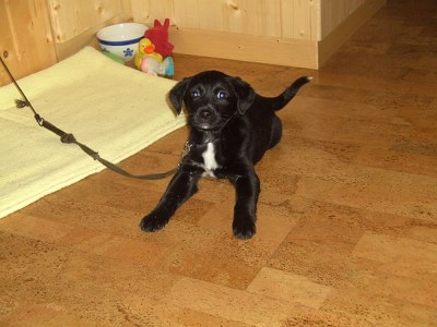 Holiday apartment Bauernhof Schattaugut - Environment photo 10