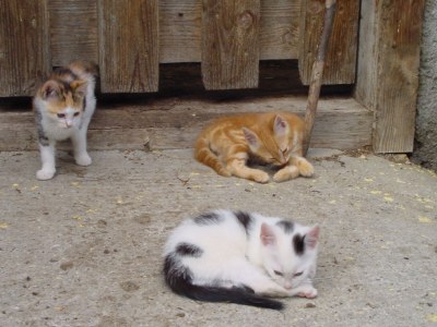 Holiday apartment Bauernhof Schattaugut - Environment photo 13