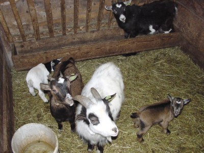 Holiday apartment Bauernhof Schattaugut - Environment photo 14