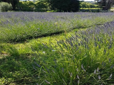 Holiday house House in Vaison La Romaine with Heated Pool - Environment photo 28
