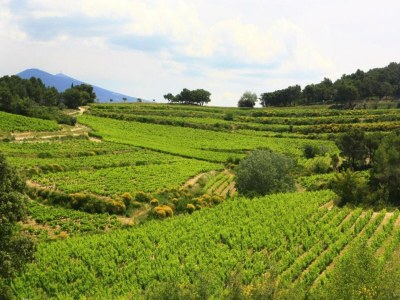 Holiday house House in Vaison La Romaine with Heated Pool - Environment photo 35