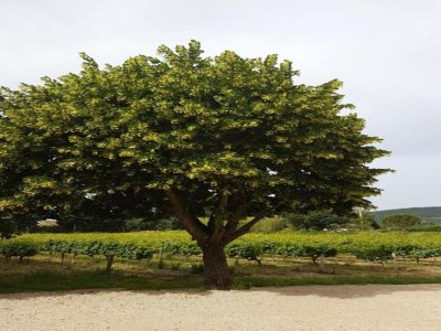 Holiday house House in Vaison La Romaine with Heated Pool - Environment photo 36
