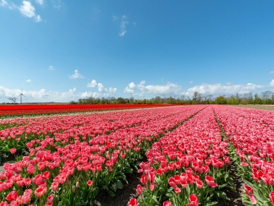 Holiday house Bungalow in Netherlands near Sandy Beach - Environment photo 25