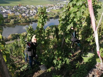 Holiday apartment "Spätburgunder" - Environment photo 25