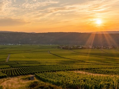 Holiday apartment "Spätburgunder" - Environment photo 28