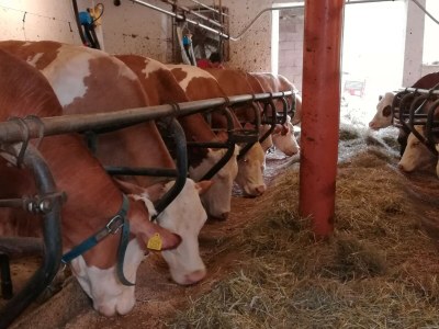 Farmhouse Oberpatiglhof - Outdoor photo 14