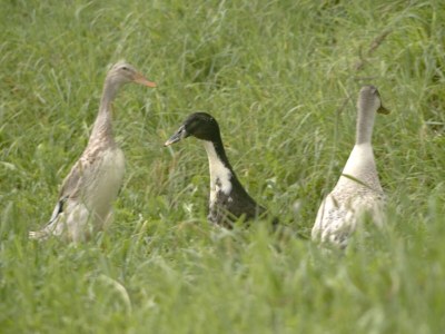 Farmhouse Oberpatiglhof - Outdoor photo 15