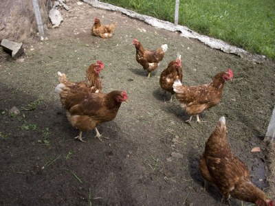 Farmhouse Oberpatiglhof - Outdoor photo 16