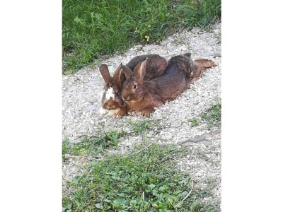 Farmhouse Oberpatiglhof - Outdoor photo 21