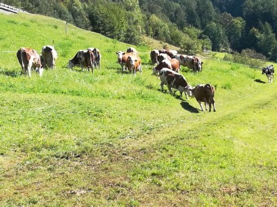 Farmhouse Oberpatiglhof - Outdoor photo 22