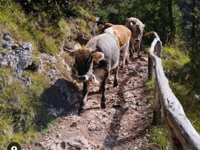 Farmhouse Oberpatiglhof - Environment photo 38