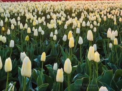 Apartment Playful and luxurious apartment in heart of Delft. - Environment photo 34