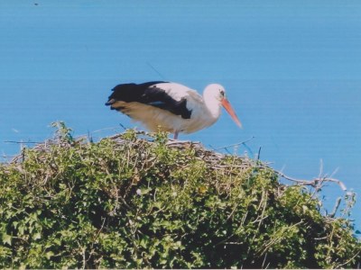 Holiday house near the Baltic Sea and River Schlei - Environment photo 25