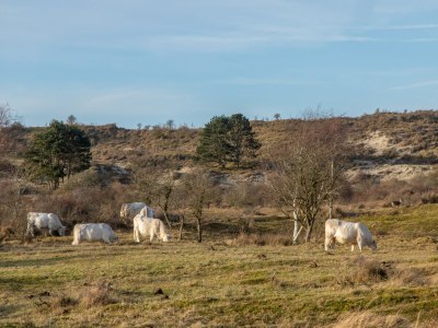 Holiday house Villa in Burgh-Haamstede with Garden - Outdoor photo 86