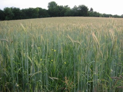 Holiday house Holiday Home Bemelen near Nature Reserve - Environment photo 5