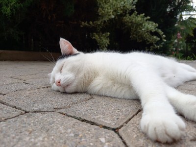 Holiday apartment Morgenrot - Outdoor photo 12