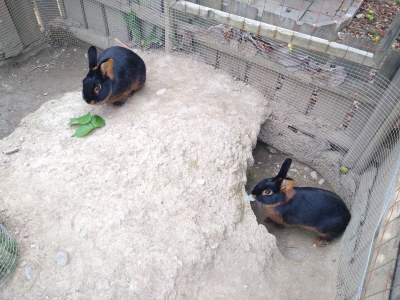 Holiday apartment Morgenrot - Outdoor photo 13